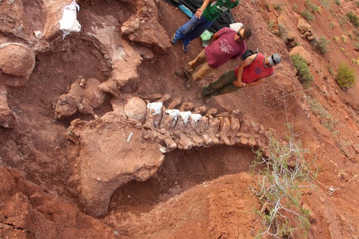 Ossos gigantes encontrados podem ser do maior dinossauro que já pisou na  Terra - Canaltech